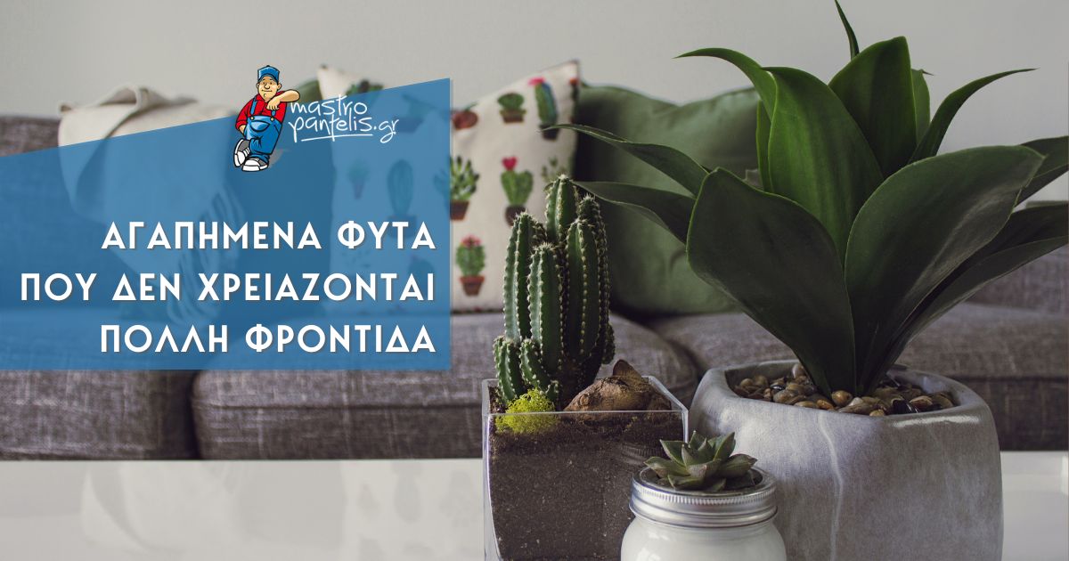 Αγαπημένα φυτά που δεν χρειάζονται πολλή φροντίδα